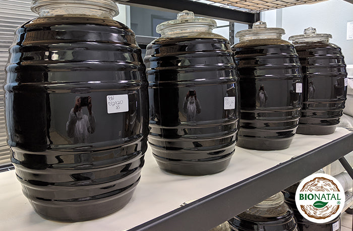 BioNatal black seed oil working process storage jars